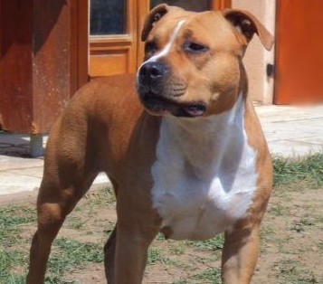 Esperanza hanky-spirit of Royal Dreamstaff