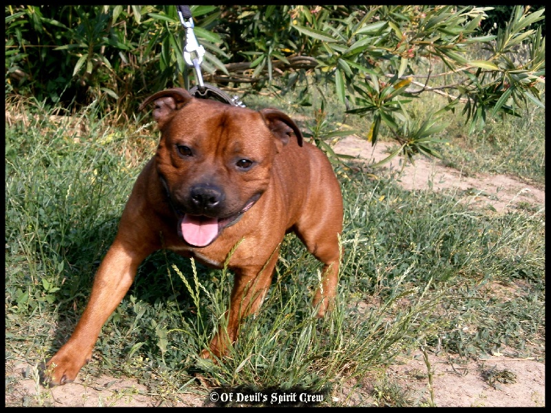 Fast and curious De karysha